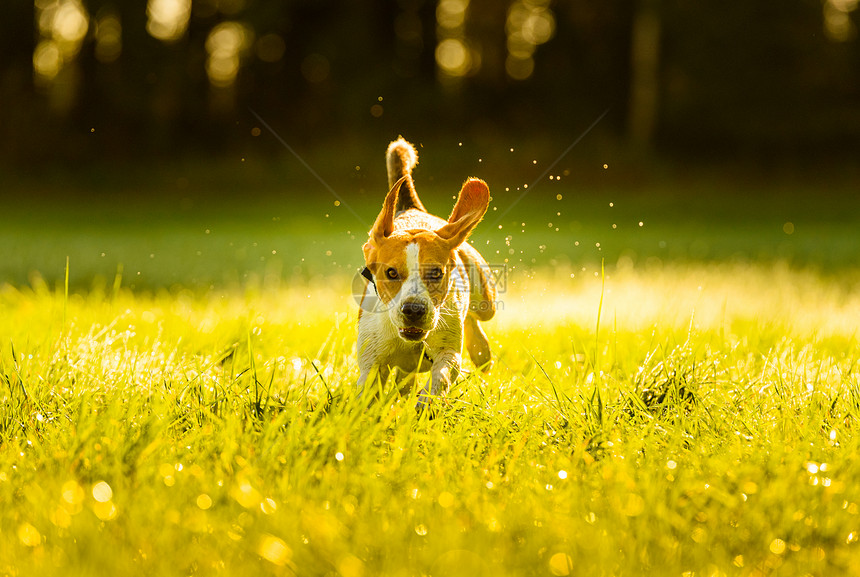 狗纯种的珠子在秋天阳光下像疯一样跳起来跑得像疯一样在清晨的露水中跳起来狗快速行动跑向摄影机美丽的背光景狗纯种的珠子跳起来跑得像疯图片