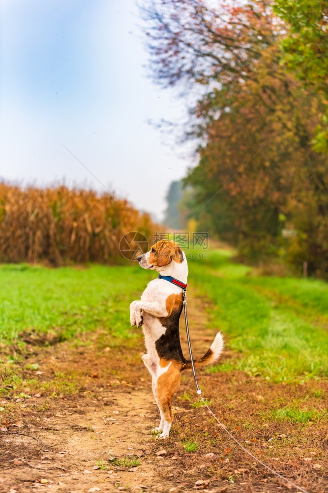 有趣的比格犬站在两只爪子上观察周围的环境乡村环境中的狗猎犬猎犬有趣的比格犬站在两只爪子上观察周围的环境乡村环境中的狗图片