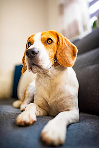 Beagle狗在舒适的沙发上被困住了可爱的警犬背景关闭狗在舒适的沙发上被困住了可爱的警犬背景背景