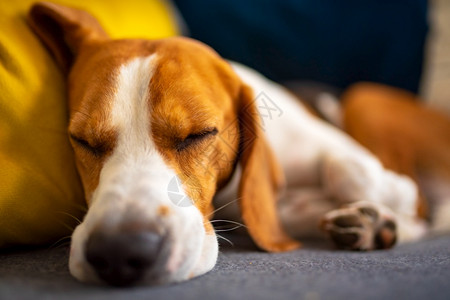 Beagle狗睡在一个舒适的沙发上可爱的警犬背景关闭可爱的警犬背景图片