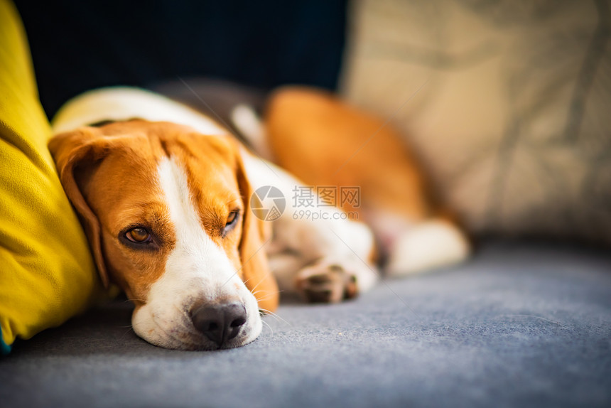 Beagle狗累了睡在一个舒适的沙发上姿势怪的可爱狗背景关闭Beagle狗累了睡在一个舒适的沙发上有趣位置图片