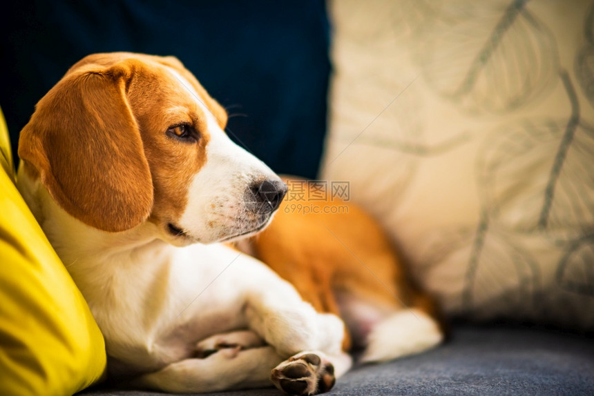 Beagle狗在舒适的沙发上被困住了可爱的警犬背景关闭狗在舒适的沙发上被困住了可爱的警犬背景图片