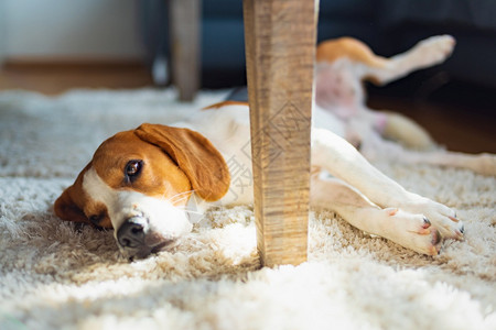 棕色地毯Beagle狗厌倦了躺在地毯板的桌子下可爱的狗背景亮的内部背景