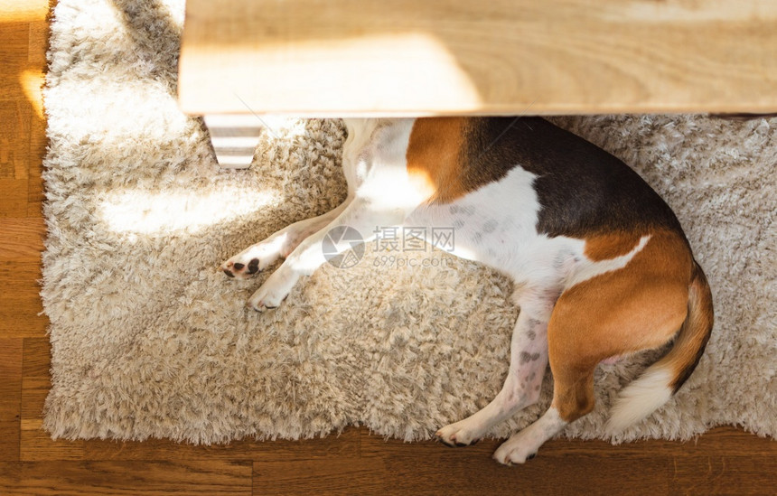 Beagle狗已经厌倦了躺在地毯板的桌子下可爱的警犬背景亮的内部可爱警犬背景最顶端的视野图片