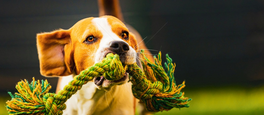 Beagle狗跳起来带着玩具跑向相机狗背景跳起来用玩具跑向相机图片