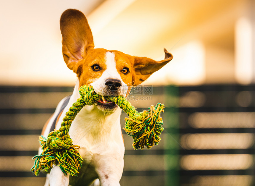 Beagle狗跳起来带着玩具跑向相机狗背景跳起来用玩具跑向相机图片