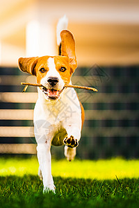 小棍子秋天一只有趣的小猎犬拿着一根棍子在绿色的草地上奔跑朝花园里的摄像机跑去秋天一只小猎犬拿着一根棍子在绿色草地上奔跑朝花园里的摄像机背景