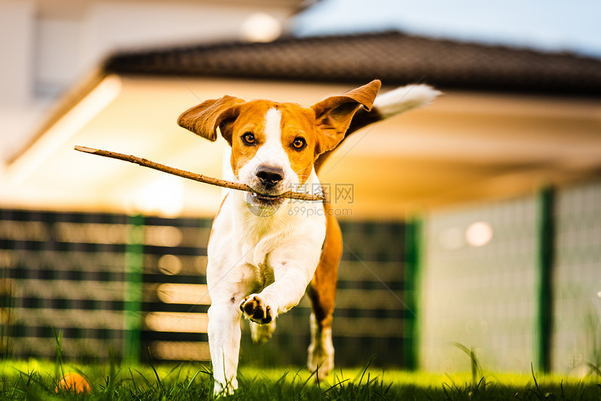 秋天一只有趣的小猎犬拿着一根棍子在绿色的草地上奔跑朝花园里的摄像机跑去秋天一只小猎犬拿着一根棍子在绿色草地上奔跑朝花园里的摄像机图片