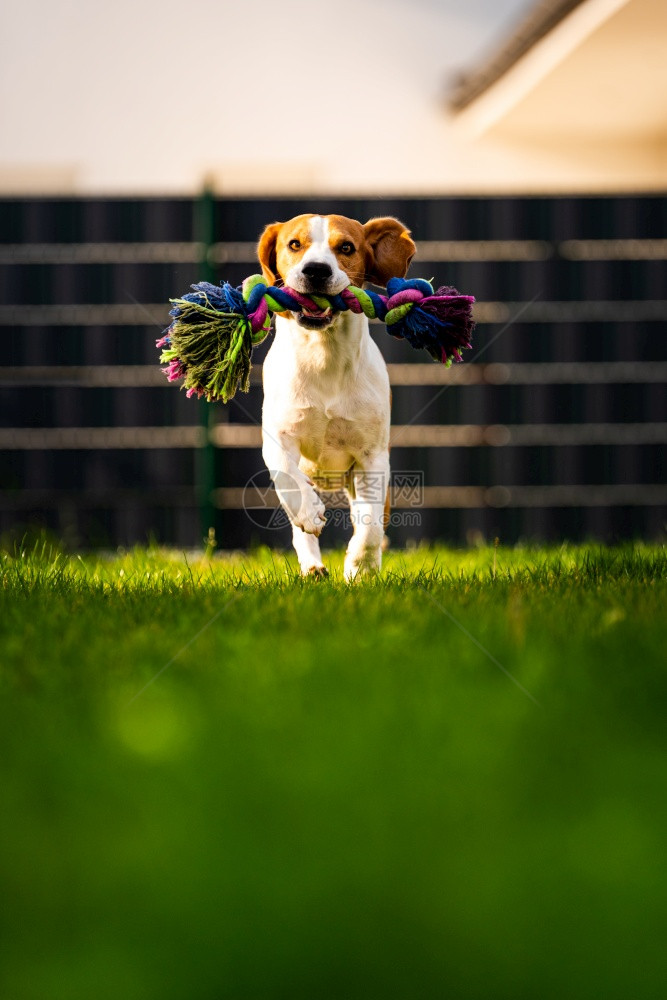 Beagle狗跳起来带着玩具跑向相机狗背景跳起来用玩具跑向相机图片
