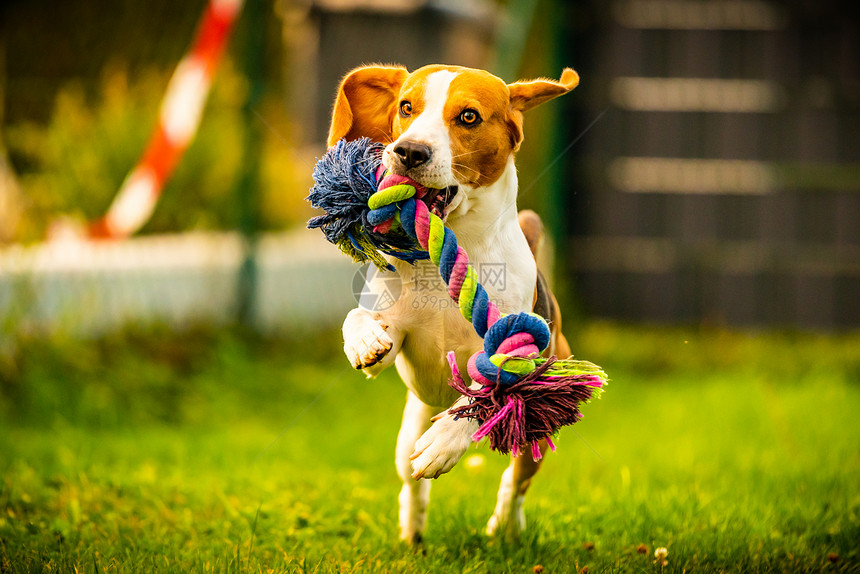 Beagle狗跳起来用玩具在室外跑向相机训练概念狗跳起来用玩具跑向相机图片