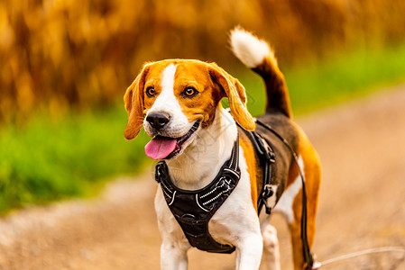 一条狗使命Beagle狗在田间走一条路Dog户外肖像狗在田间走一条路背景