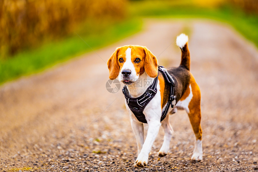 Beagle狗在田间走一条路Dog户外肖像狗在田间走一条路图片