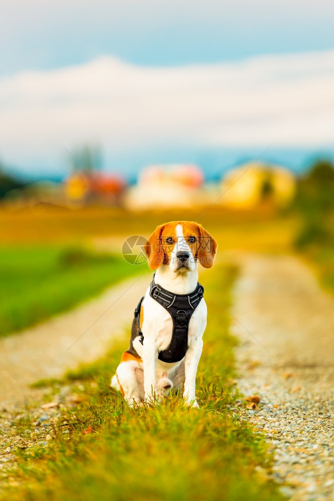 Beagle狗在田间走一条路Dog户外肖像狗在田间走一条路图片