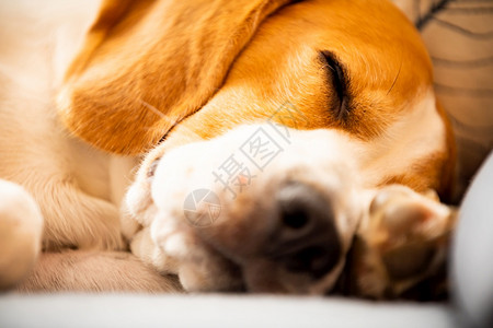 Beagle狗睡在沙发上近身肖像图片