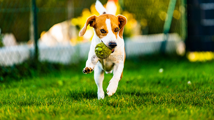 Beagle狗跳起来用玩具在室外跑向相机训练概念狗跳起来用玩具跑向相机图片