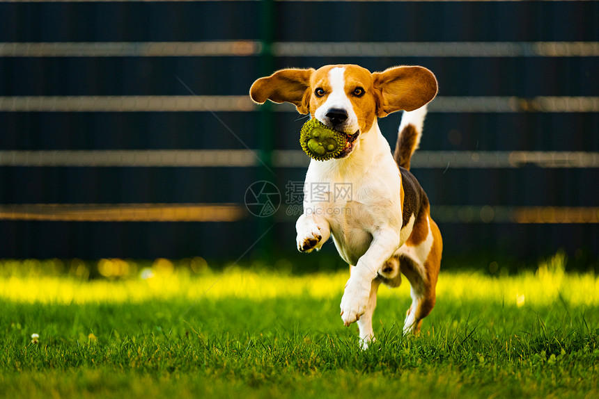 Beagle狗跳起来用玩具在室外跑向相机训练概念狗跳起来用玩具跑向相机图片
