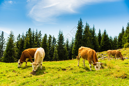 奥地利震荡山地区的牧牛群在草地上吃草图片
