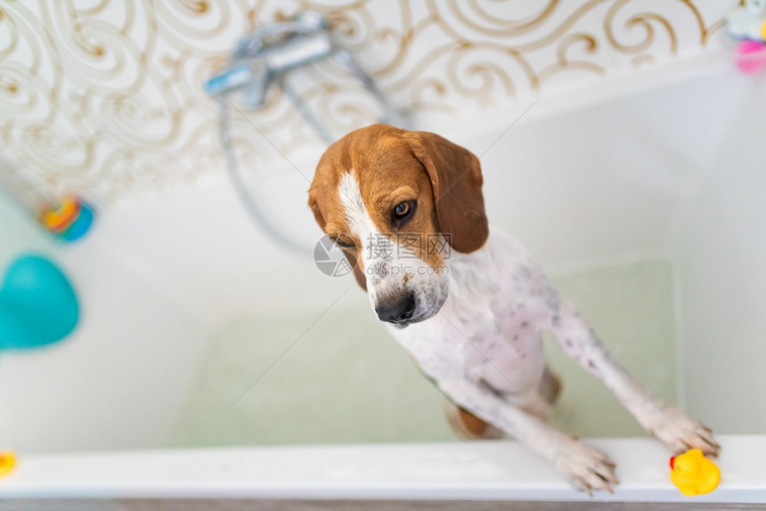 在浴缸里洗澡的神经质小狗不喜欢水浴的概念狗主题在浴缸里洗澡的神经质小狗图片