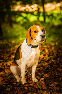 在秋天森林里坐着小鸟狗浅背景的肖像猎犬概念秋天森林里坐着小鸟狗图片