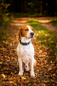 在秋天森林里坐着小鸟狗浅背景的肖像猎犬概念秋天森林里坐着小鸟狗图片
