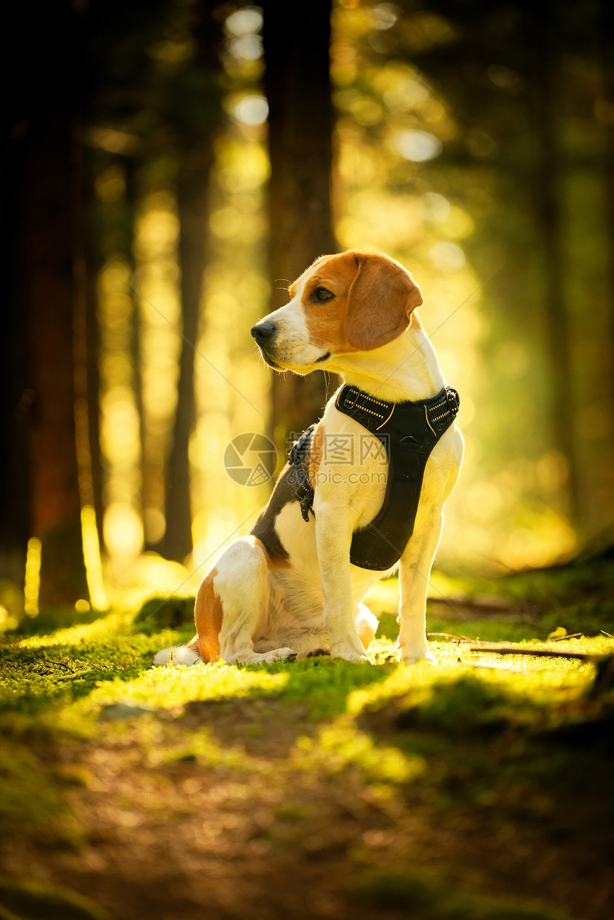 在秋天森林里坐着小鸟狗浅背景的肖像猎犬概念秋天森林里坐着小鸟狗图片