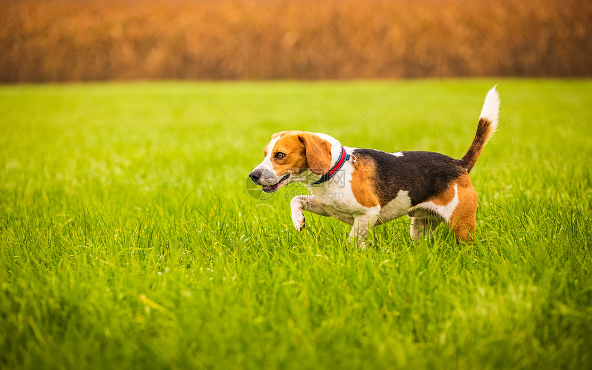 Beagle狗在秋天的绿地背景上画像在雨后秋天绿地背景上画像一只比格尔狗在雨后绿地背景上画像在雨后秋天绿地背景上画像狗同时疯子一图片