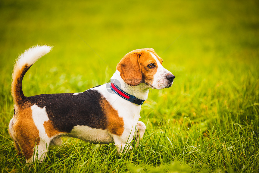 Beagle狗在秋天的绿地背景上画像在雨后秋天绿地背景上画像一只比格尔狗在雨后绿地背景上画像在雨后秋天绿地背景上画像狗同时疯子一图片