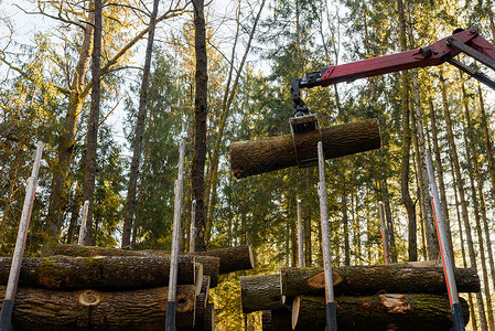 卡车上装森林木的吊车伐和林业运输森伐木业和运输木材采伐和林业运输背景图片