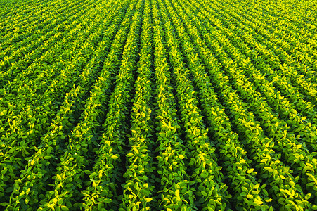 含有大豆种植物的田空中视图奥地利农业大豆种植物的田植物的田背景图片
