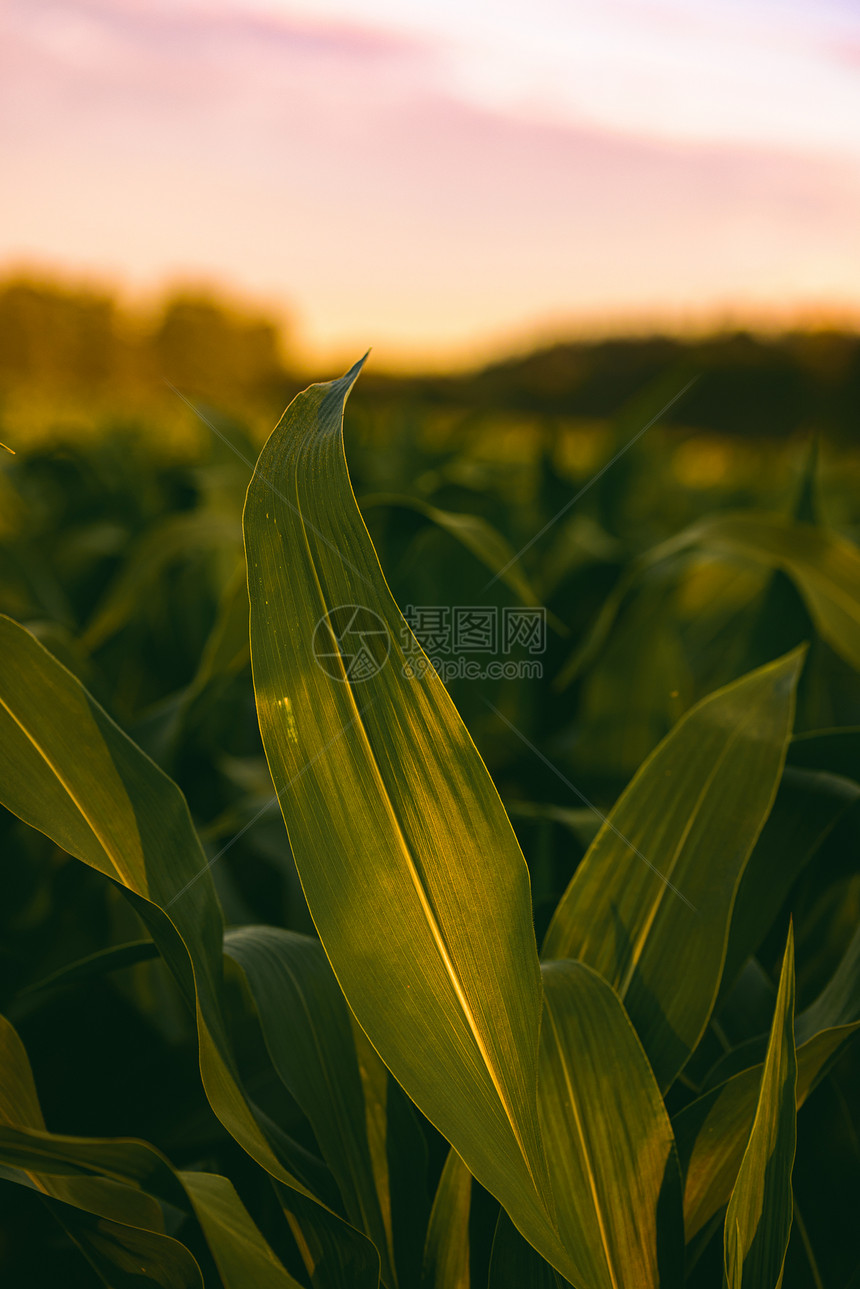 日落时玉米田农业主题选择焦点拍摄农业主题图片