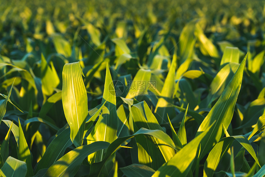 日落时玉米田农业成份主题奥地利农业施蒂里亚农业成份主题图片