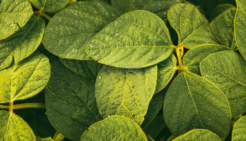 关闭大豆植物叶农业景观大豆植物绿叶图片