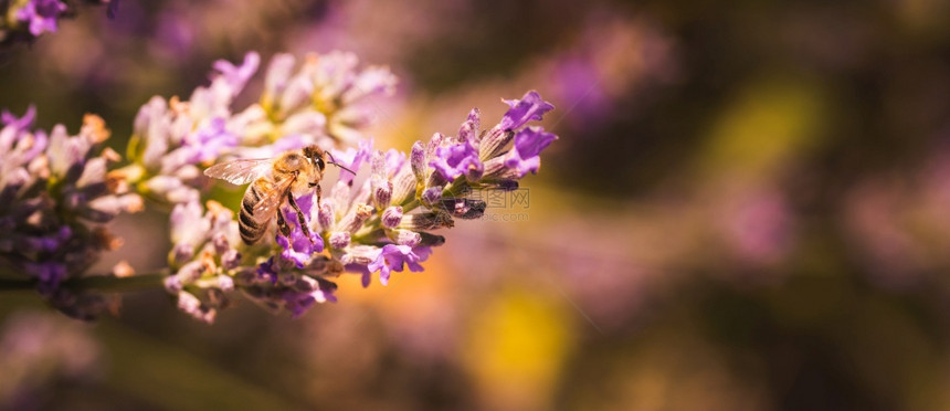 蜜蜂收集花和传播粉的近照环境生态可持续复制空间选择焦点蜜蜂收集花和粉在紫色上传播的近照图片