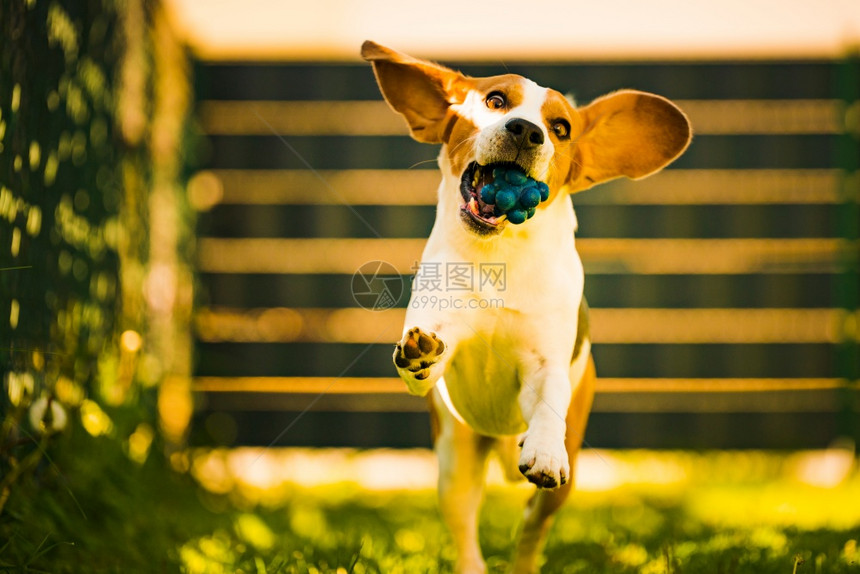 可爱的比格尔狗在院子里快乐地跑过院子蓝球对着镜头狗拿玩具可爱比格尔狗在院子里快乐地跑过院子图片