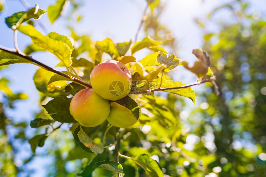 绿苹果在树枝上种植户外有选择的焦点绿色苹果在树枝上种植户外图片