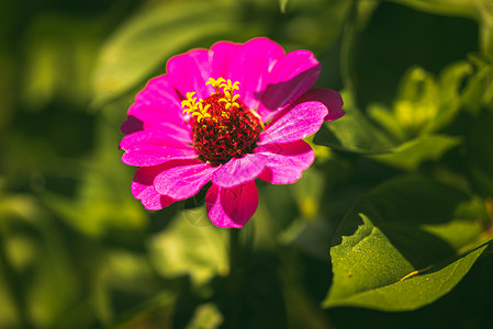 圆叶风毛菊绿色背景下花园里的圆叶Tithonia花花卉主题绿色背景下花园里的圆叶Tithonia花背景