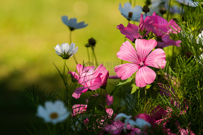 美丽的粉色麦芽硅树花在园里以自然背景为花朵主题粉色麦芽硅树花和朵中的白宇宙图片