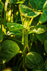 关闭大豆植物的绿叶农业景观图片