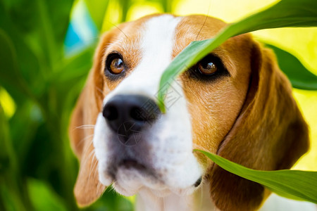 Beagle狗在户外绿叶之间的肖像警犬主题图片