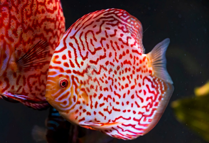 关闭鱼缸中的红色热带鱼肉盘关闭红色热带鱼肉盘关闭红热带鱼肉盘图片