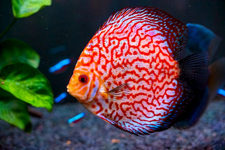 关闭鱼缸中的红色热带鱼肉盘关闭红色热带鱼肉盘关闭红热带鱼肉盘背景图片