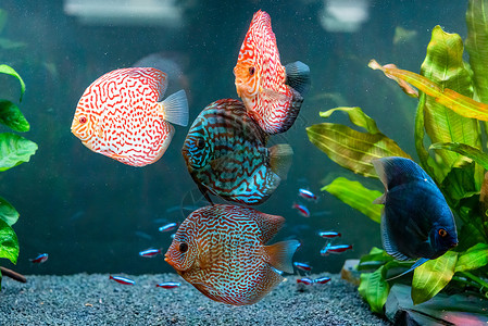水族学在水族馆里有色鱼选择代表选择背景