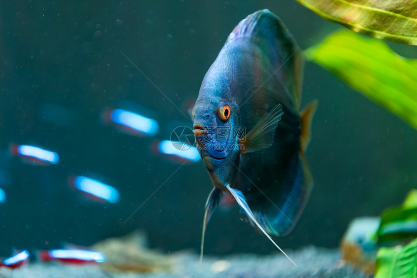在鱼缸中紧闭蓝热带Sympphysodondisus鱼有选择焦点背景在鱼缸中紧闭蓝热带Sympphysodondisus鱼图片