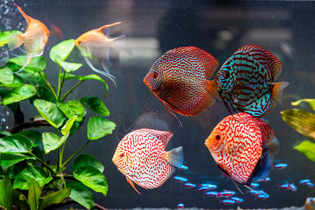 在水族馆里有色鱼选择代表选择高清图片