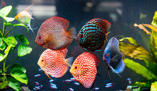 水族学的在水族馆里有色鱼选择代表选择背景