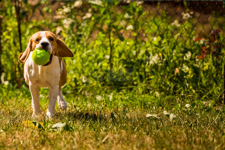 Beagle狗在室外用玩具跑向相机图片