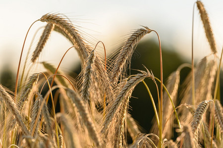 收割黑麦作物田地上的黑麦作物农业图片