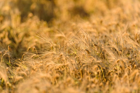 黑麦野外背景黑麦野外图片