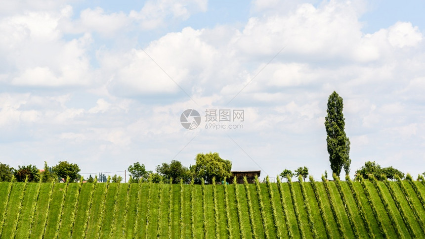 斯洛文尼亚夏季著名的红心塑造酒道路HerzellStrasse夏季葡萄园斯皮尼克旅游点夏季的HerzellStrasse夏季的葡图片