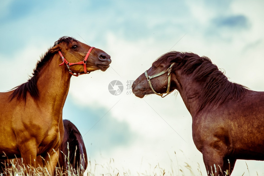 两匹马在享受着他们的陪伴两匹马一起玩图片